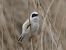 Eurasian Penduline Tit (Remiz pendulinus) © Andrew Clarke