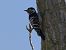 Picot garser petit (Dryobates minor) © Andrew Clarke