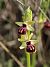 Ophrys passionis © Josep Ignasi Tejedor Boned