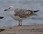 Gavià caspi (Larus cachinnans) © Camilo Albert Fernández