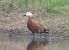 Ruddy Shelduck (Tadorna ferruginea) © Xavier Tomás