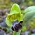 Ophrys forestieri © Joan Cartanyà
