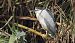 Martinet de nit (Nycticorax nycticorax) © Paco Torres