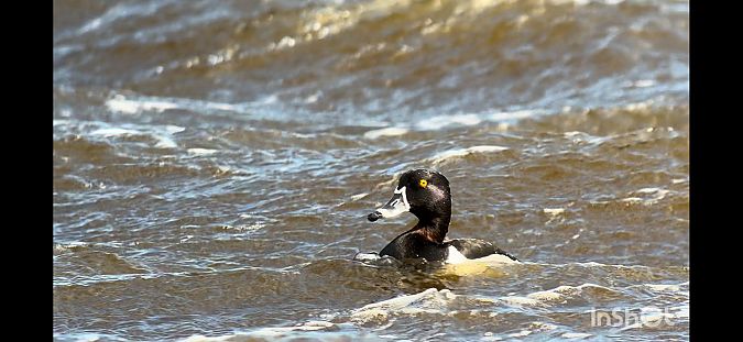 Morell de collar  - Gerard Masdeu