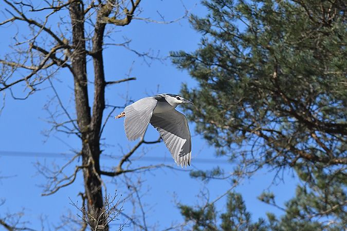 Martinet de nit  - Xavier Colomé
