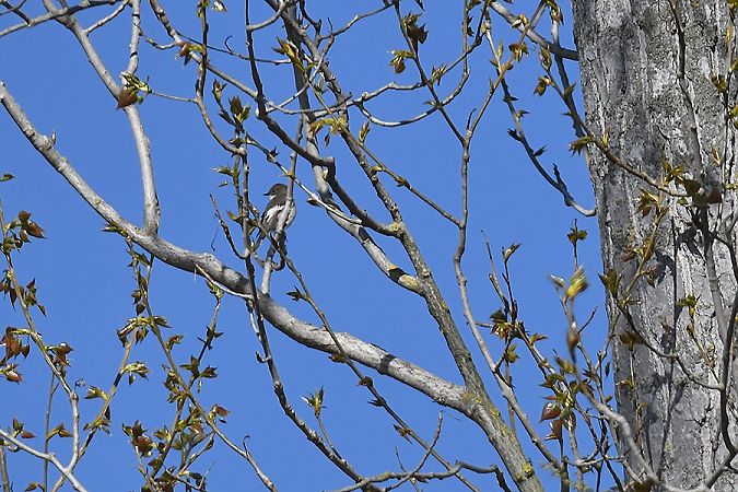 Mastegatatxes  - Xavier Colomé