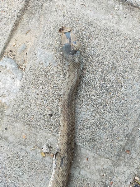 Serp llisa meridional  - Josep Marmi Plana