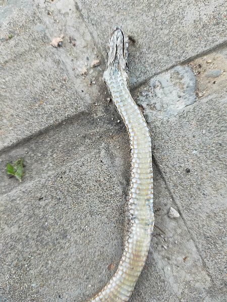 Southern Smooth Snake  - Josep Marmi Plana