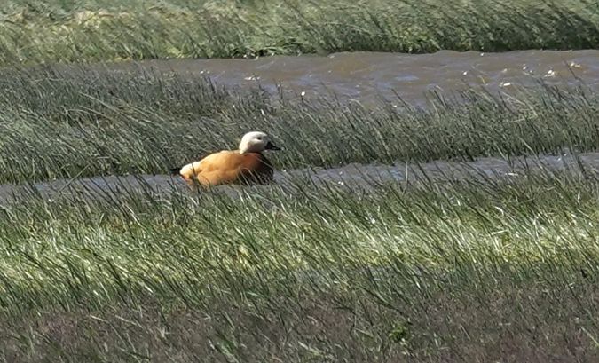 Ànec canyella  - Antoine Muriani
