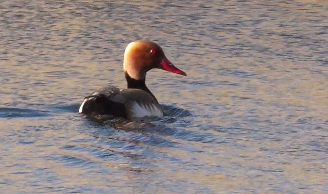 Xibec  - Antoine Muriani