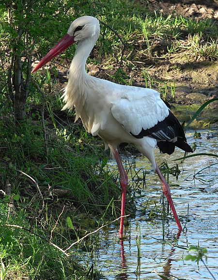 Cigonya blanca  - Antoine Muriani