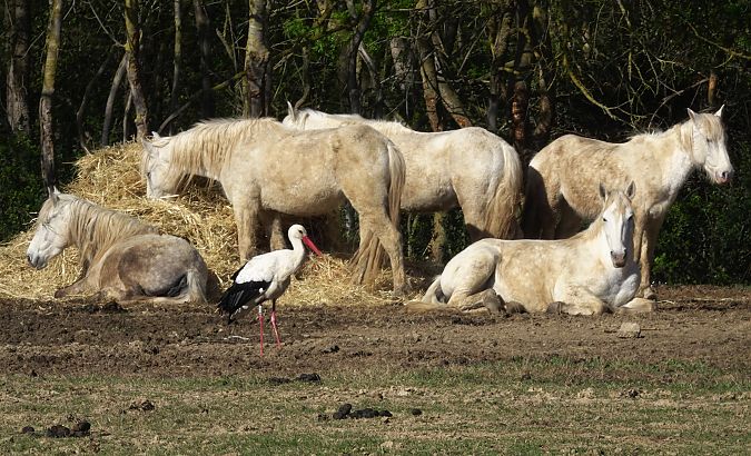 Cigonya blanca  - Antoine Muriani