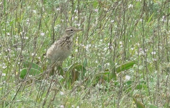 Piula grossa  - Antoine Muriani