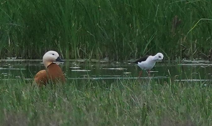 Ànec canyella  - Antoine Muriani