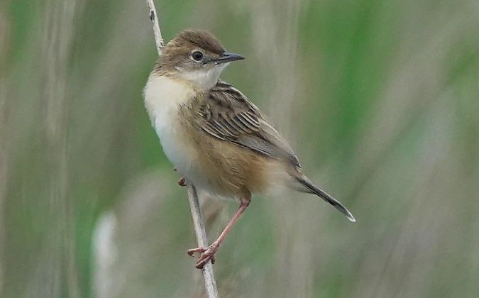 Trist  - Antoine Muriani