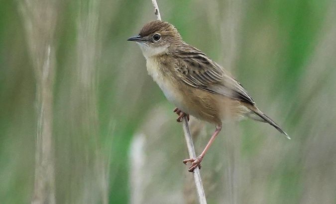 Trist  - Antoine Muriani