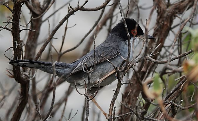 Tallarol capnegre  - Antoine Muriani