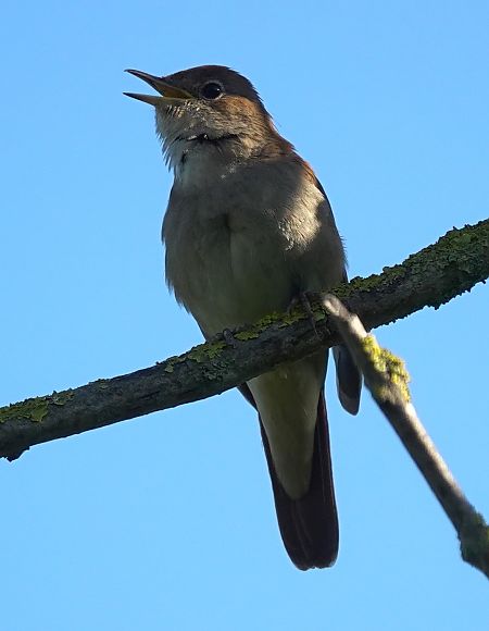 Tallarol de casquet  - Antoine Muriani