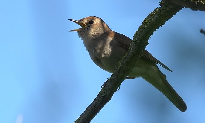 Rossinyol  - Antoine Muriani