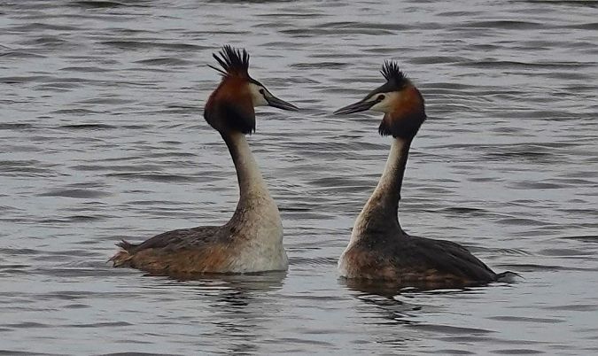 Cabussó emplomallat  - Antoine Muriani
