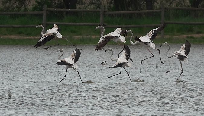 Flamenc  - Antoine Muriani