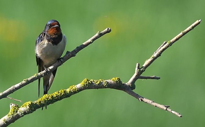 Oreneta vulgar  - Antoine Muriani