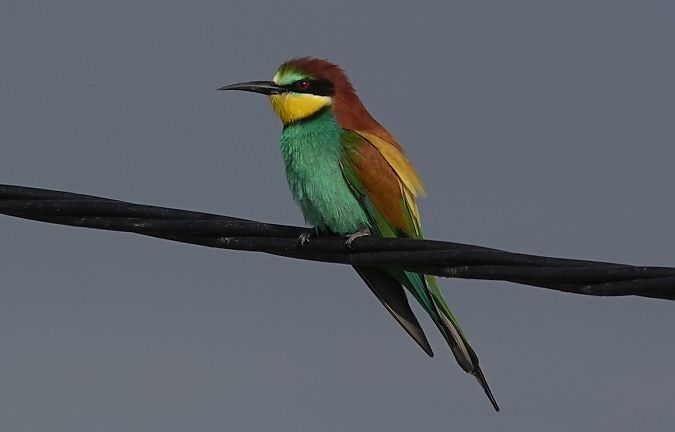 Abellerol  - Antoine Muriani