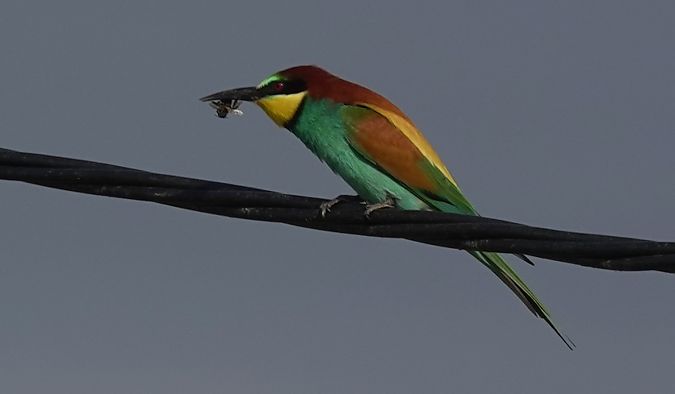 Abellerol  - Antoine Muriani