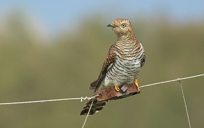 Cucut  - Antoine Muriani