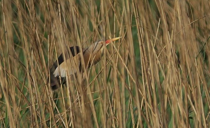 Martinet menut  - Antoine Muriani