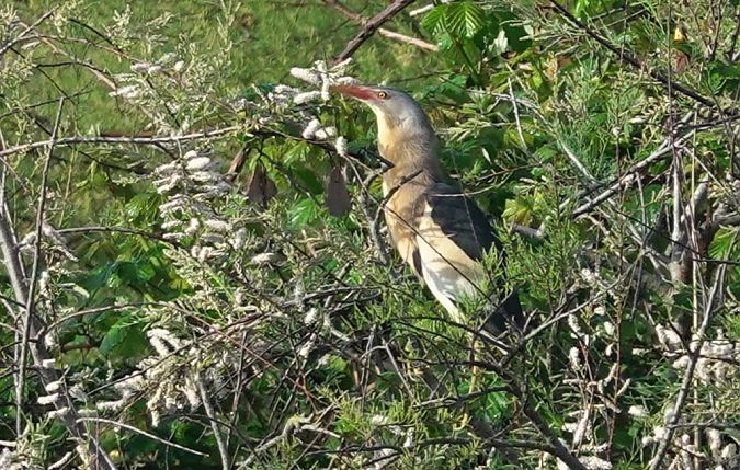 Martinet menut  - Antoine Muriani