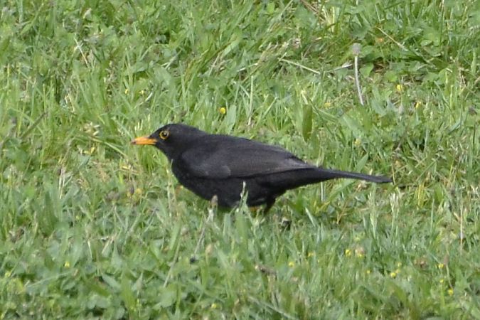 Merla  - Angel Badal