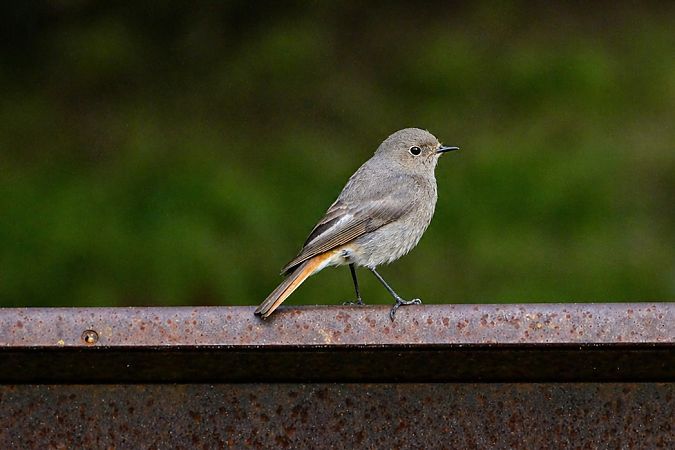 Cotxa fumada  - Angel Badal