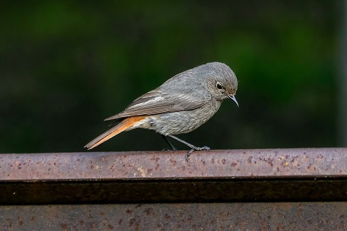 Cotxa fumada  - Angel Badal