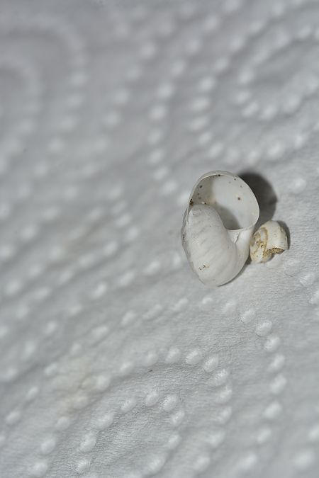 Cernuella virgata  - Sergi Fernández Soto