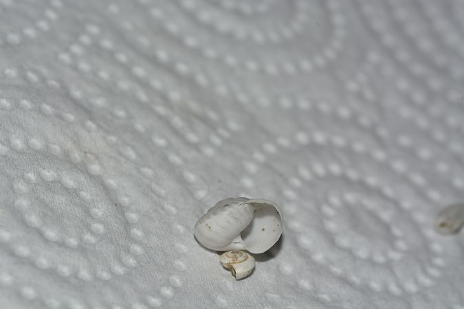 Eobania vermiculata  - Sergi Fernández Soto