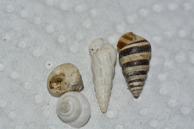 Cochlicella conoidea  - Sergi Fernández Soto