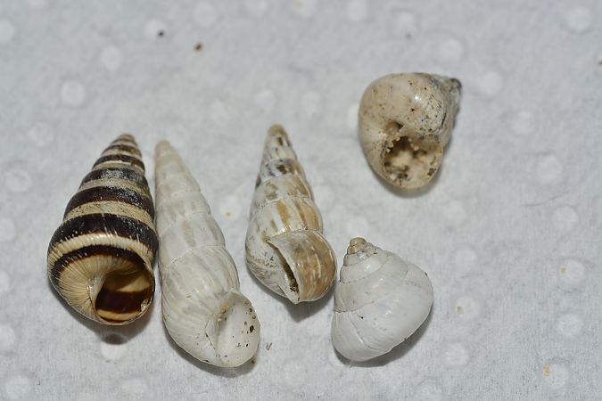 Cochlicella acuta  - Sergi Fernández Soto