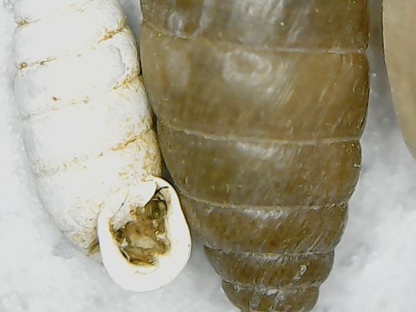 Graniberia braunii braunii  - Sergi Fernández Soto