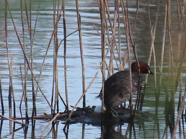 Cabusset  - Pere Vila Casoliva