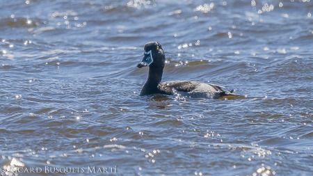 Morell de collar  - Ricard Busquets