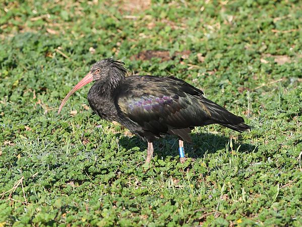 Ibis ermità  - Jordi Véliz Monrabà