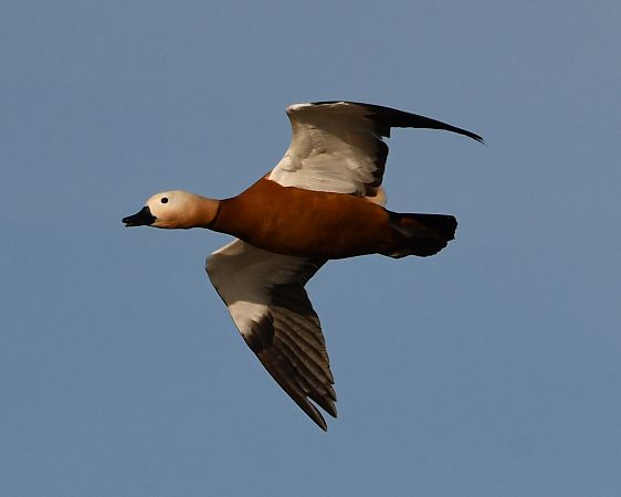 Ànec canyella  - Jordi Véliz Monrabà
