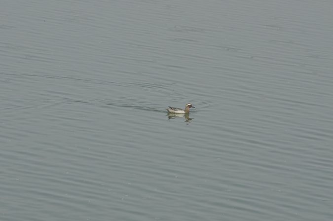 Xarrasclet  - Eduardo Ramirez Bercero