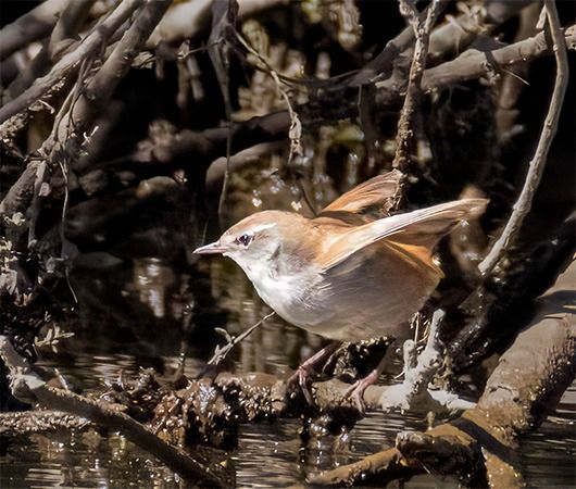 Rossinyol bord  - Jordi Gavaldà Boladeres