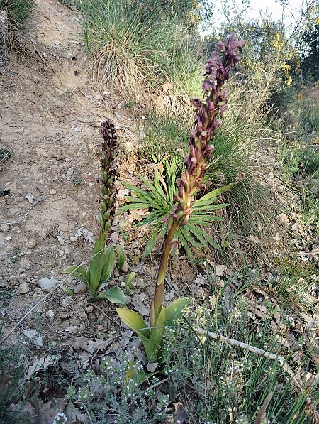 Himantoglossum robertianum  - Marc Fusellas