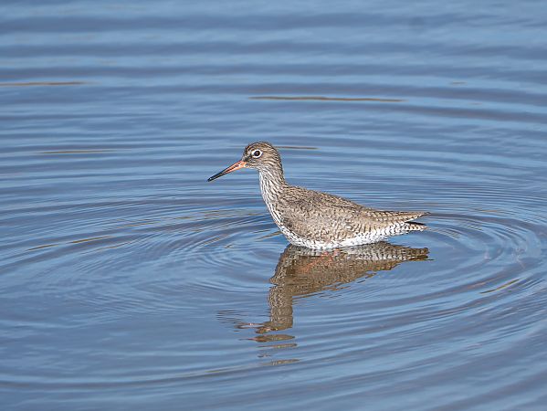 Gamba roja vulgar  - Lucia Pg