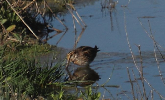 Becadell sord  - Jordi Grajera Alcázar