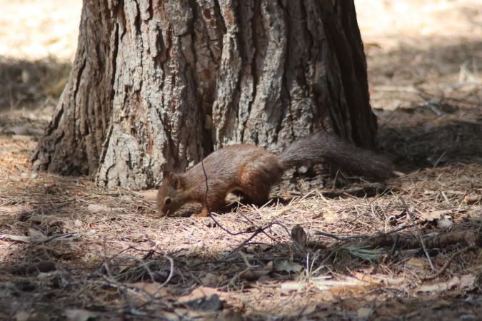 Esquirol  - Xavier Parra Cuenca