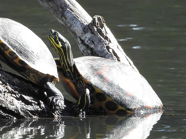 Tortuga de Nelson de Florida  - Carlos Alvarez-Cros
